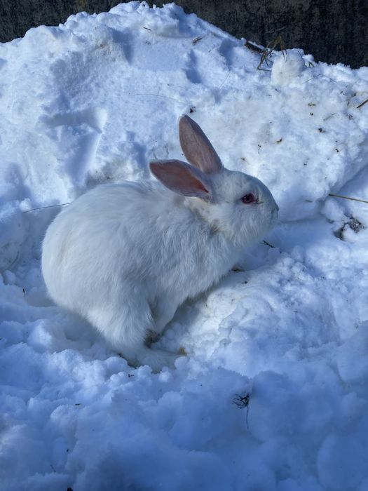 Продам кролів