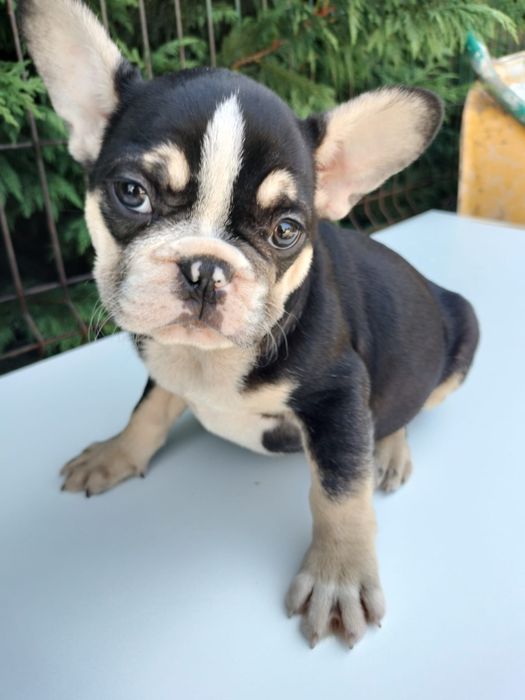 Bulldog francês macho excelente