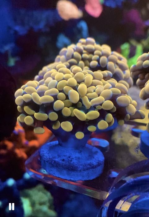 Продам морские кораллы Одесса Морской аквариум