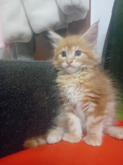 Kotka Maine Coon o imieniu Catti Rezerwacja