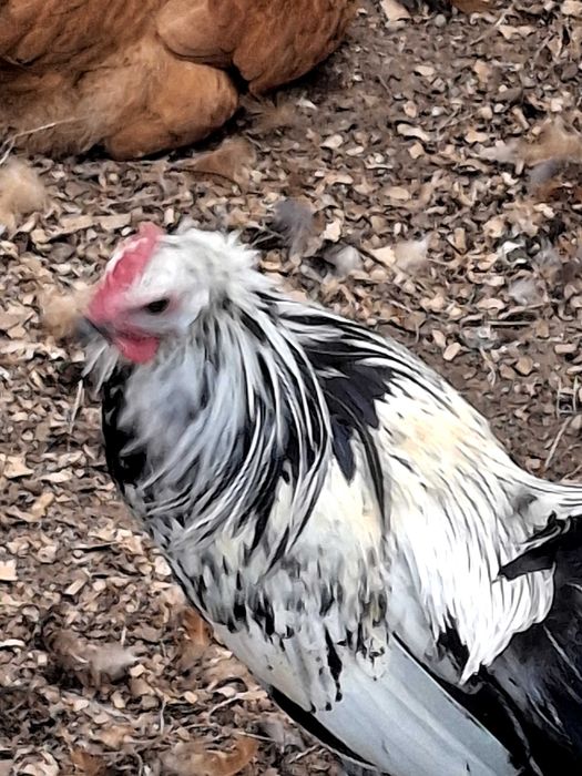 Fenix jovens para venda