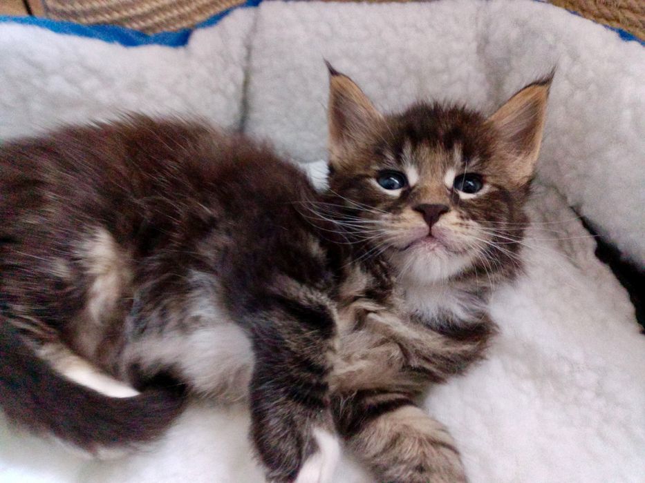 Kochany kocurek Maine coon