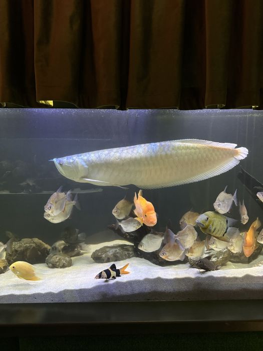 Арована риба дракон 100 см.