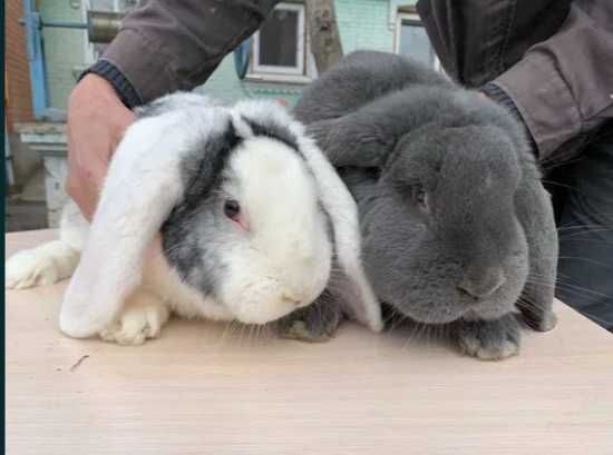 Продам кролів домашніх Французський баран