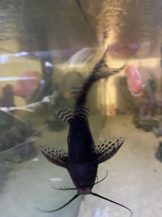 Synodontis eupterus