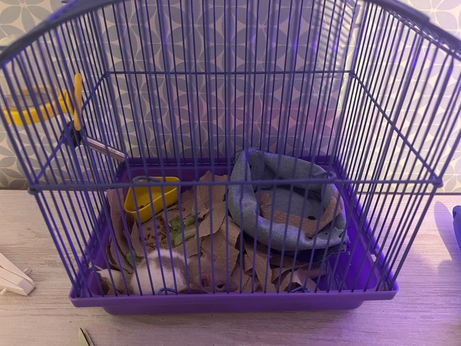 Крыса мальчик, клетка для грызунов