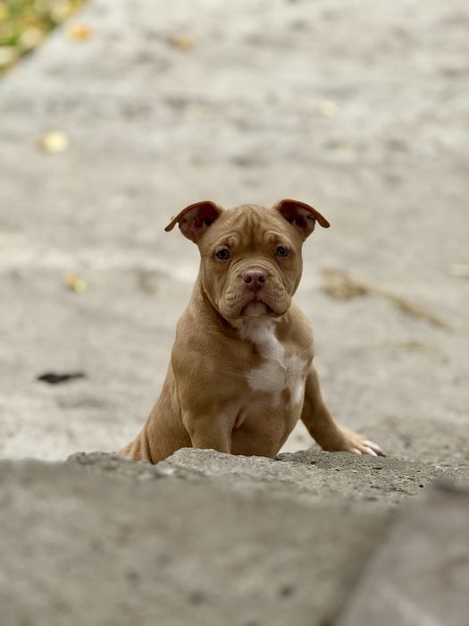 Покет American bully