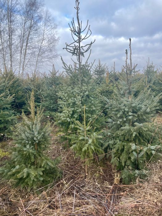 Świerk serbski sadzonki