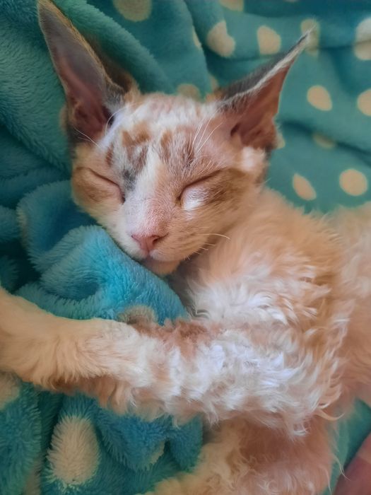 Котик Девон рекс
