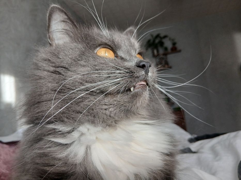 Віддам безкоштовно кота хлопчик