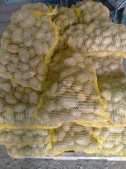 Ziemniaki jadalne  Jurek