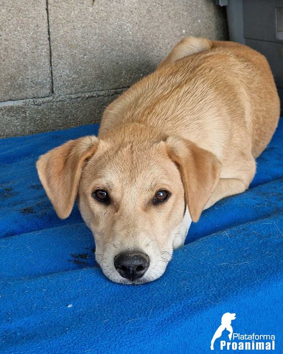 JANO - Cãozinho jovem para Adoção!