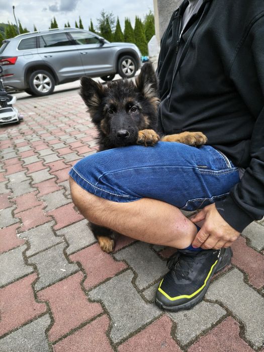 Szczeniak owczarek niemiecki długowłosy gotowy do odbioru