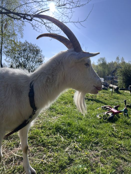Koza z mlekiem, szuka dobrego domu