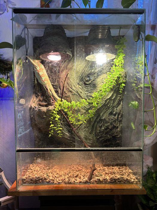 Terrarium z jaszczurką zieloną
