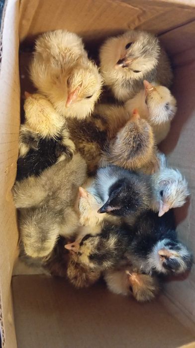 Pintos várias raças Brahamas/ Pekins