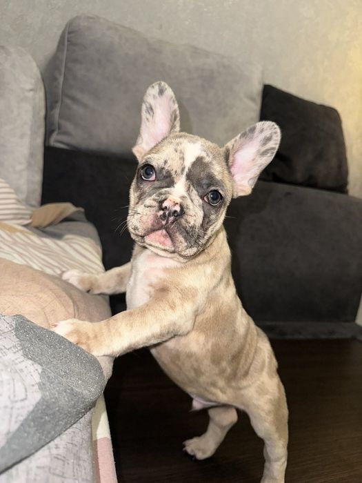 Французький бульдог