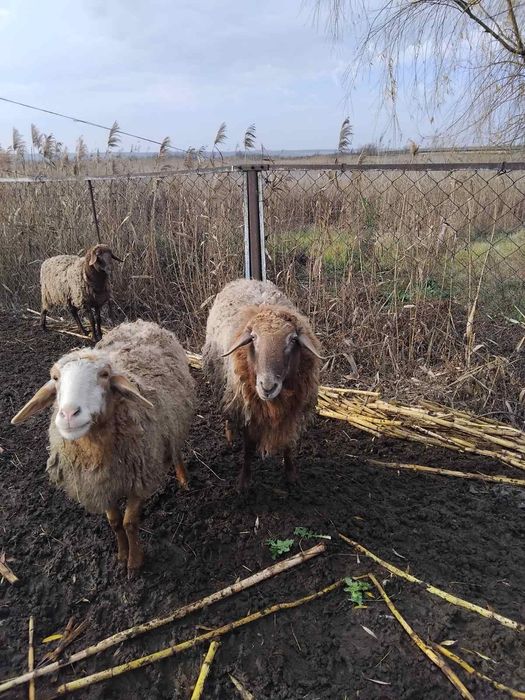 Продам курдючного Барана