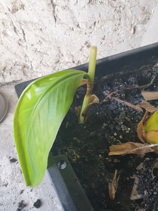 Bananowiec musa basjoo sadzonka