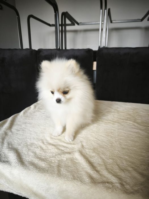 Szpic miniaturowy pomeranian