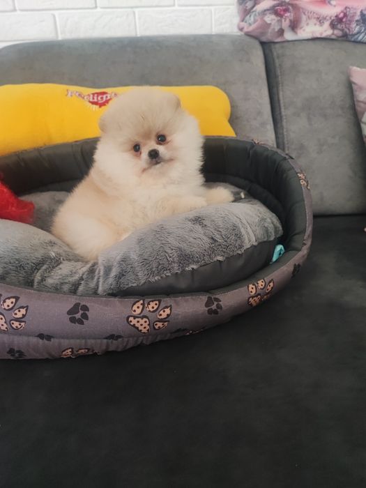 Pomeranian typ misia piesek