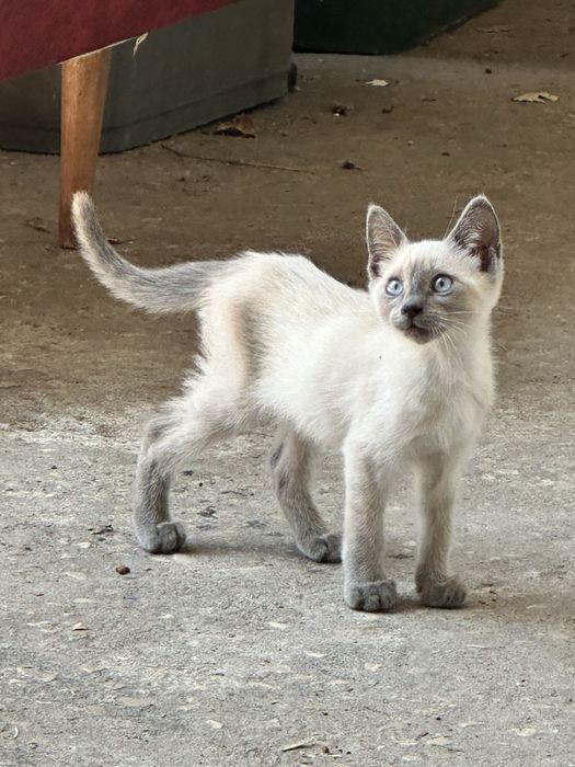 Gatinhos para adopção - procuram nova familia :)