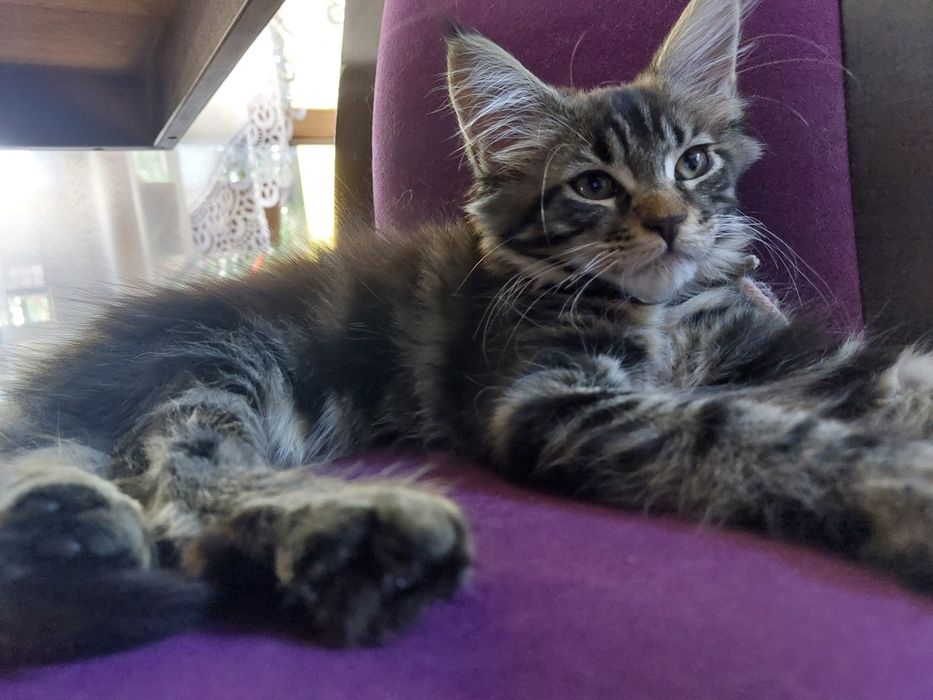 Koteczka rasy Maine Coon z rodowodem