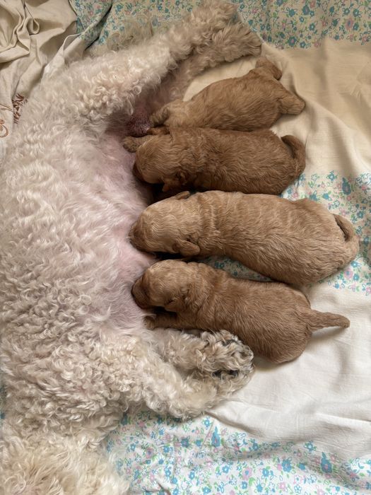 Bichpoo/poochon/bichon frise