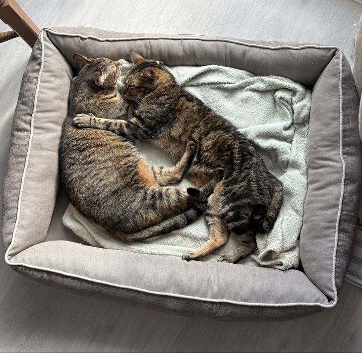 Gatos meigos procura dono