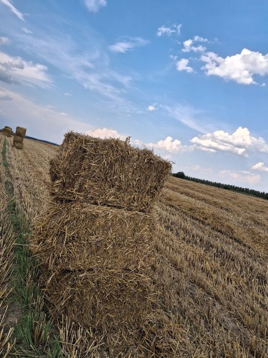 Słoma w kostkach