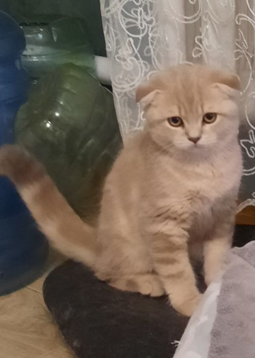Продаётся мальчик