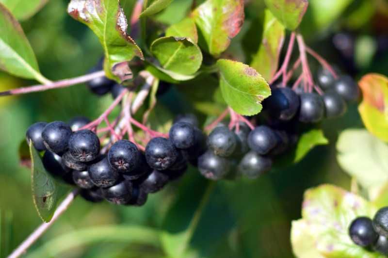 Aronia świeża Wrocław Oława Strzelin Brzeg