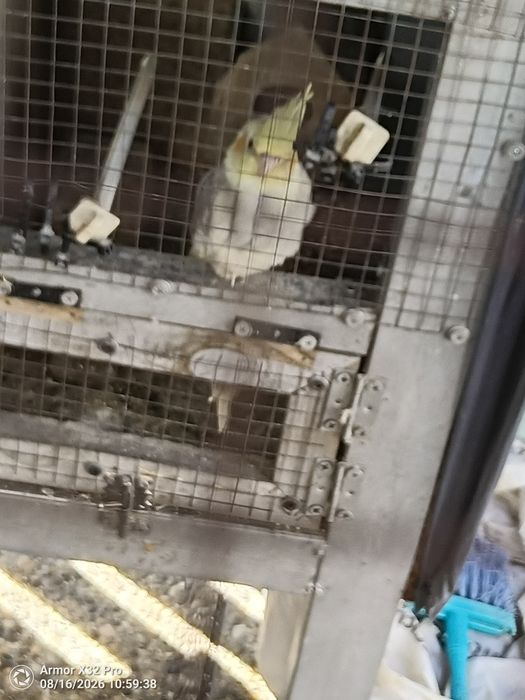 Vende se caturra