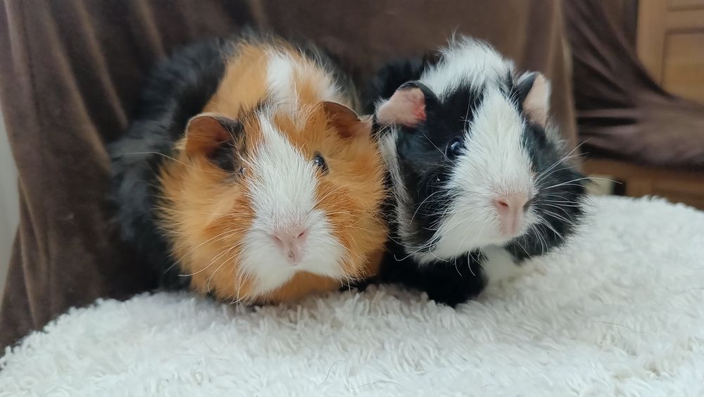 Świnka morska domowa cavia