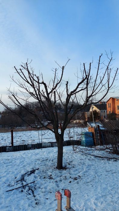 Ваш садівник. Обрізка дерев.