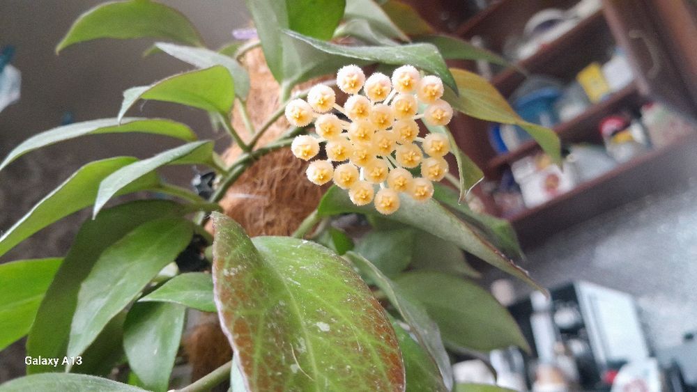 Хойя обскура вкорінені черенки з квітконіжкою