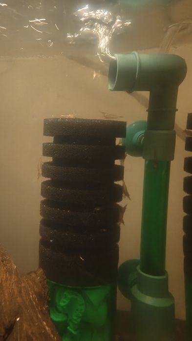 Descartes de camarões aquário