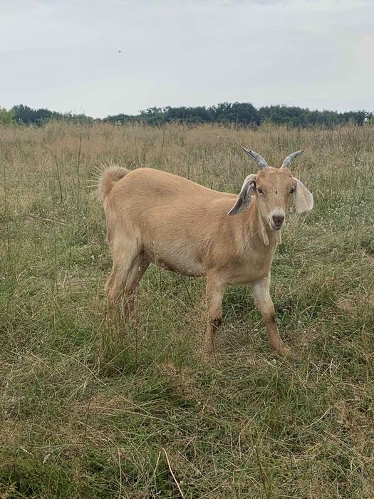 Продам козу заанська/нібуйка 50/50