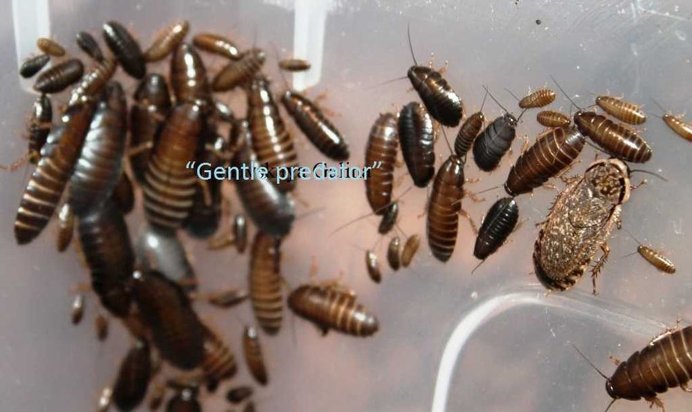 Тарган Мармуровий (Nauphoeta cinerea)