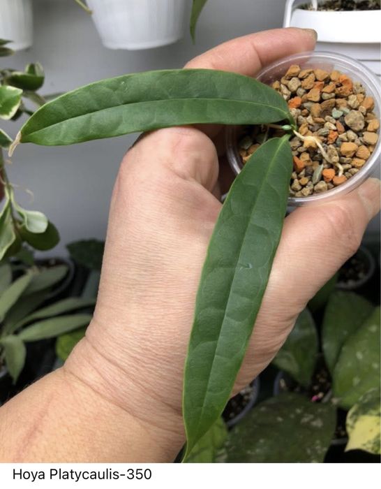 Продаж , Хойя, Hoya ,