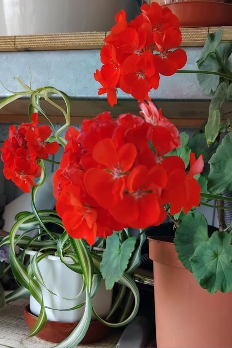 Пеларгония цветет большими яркими  шарами