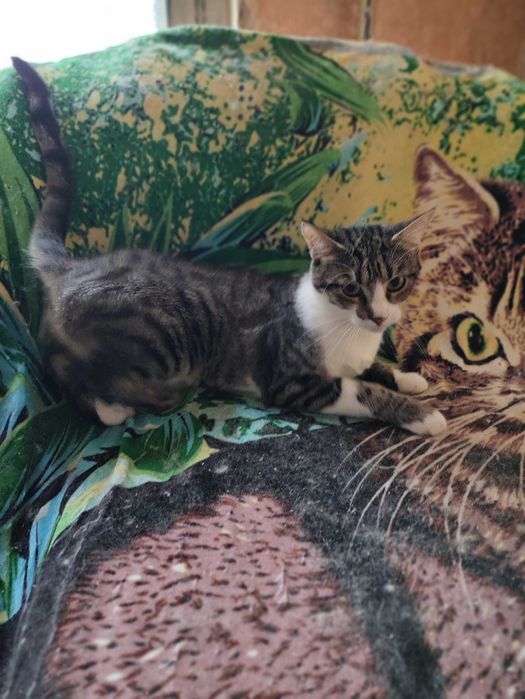 Кот - кіт - кішка - кошка - кошеня - котенок - котята