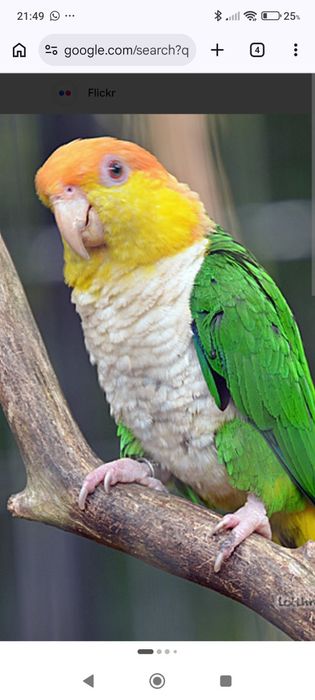 Marianinhas pata verde