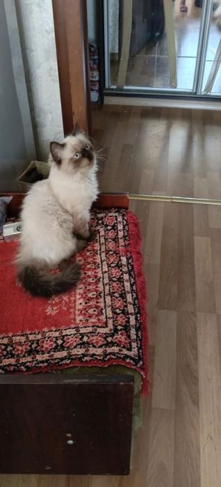 Персидський котенок девочка