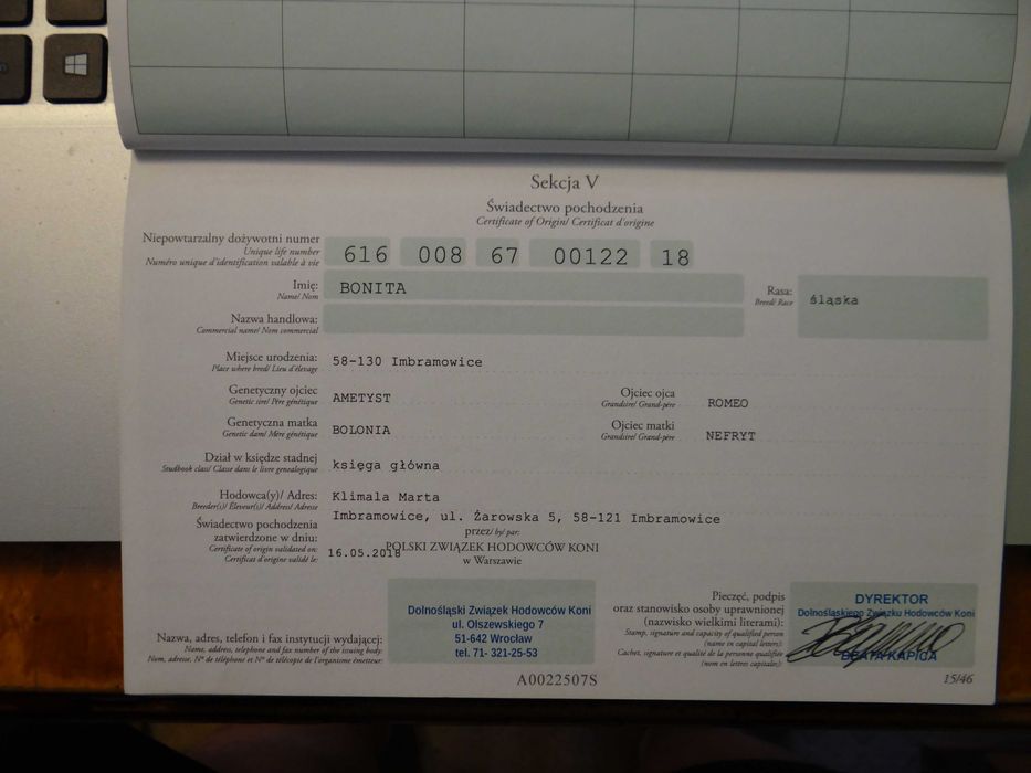 Sprzedam klacz rasy śląskiej - BONITA