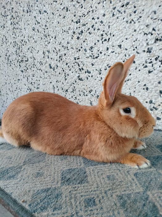 Srokacz meklemburski burgundzkie