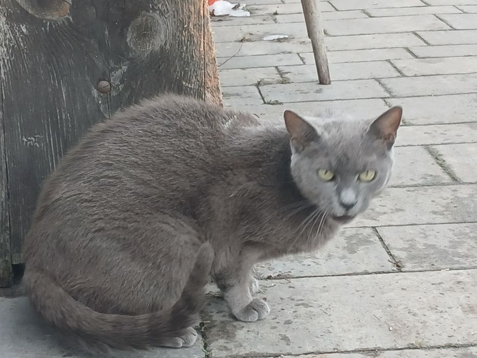 Kotka adopcja śliczna przybłęda