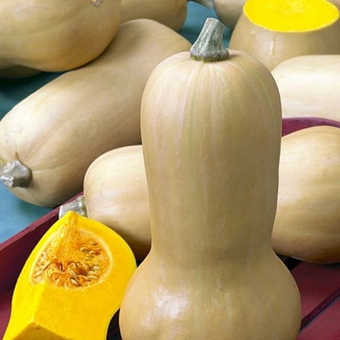 Насіння Гарбуза МАТИЛЬДА F1 500шт MATILDA Семена Тыквы