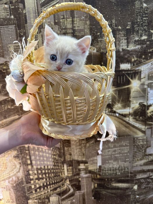 Шотландські кошенята