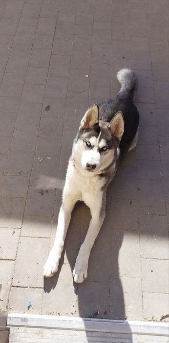 Do adopcji husky